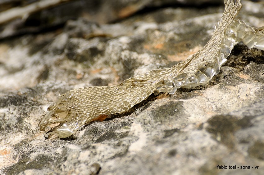 Natrix tessellata: famiglia allargata o famiglia stipata?